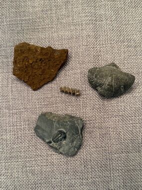 Natural Fossil Collection Lot – Trilobite, Brachiopod and More